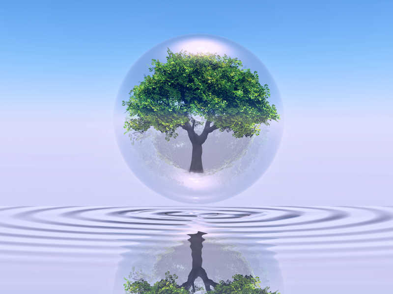 水面上的保护圈里有一棵大树