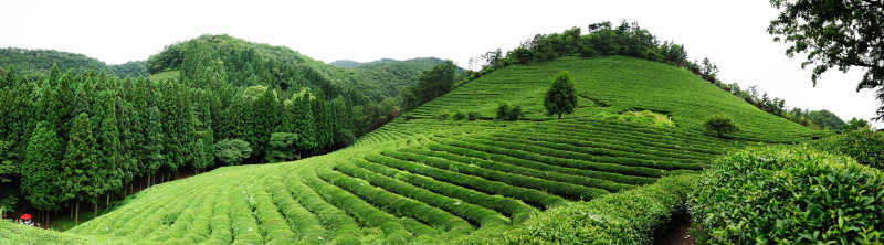 白色背景下的茶园