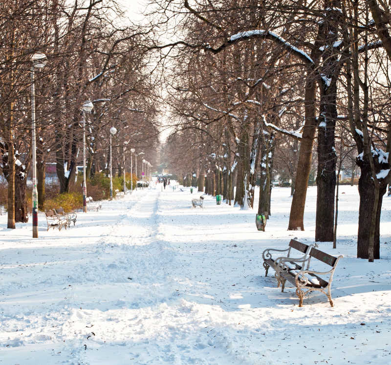 冬季白雪覆盖的公园