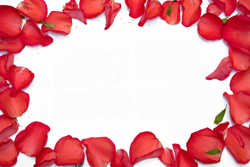 白色背景上的玫瑰花瓣