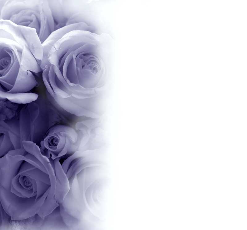 紫色玫瑰玫瑰花束背景