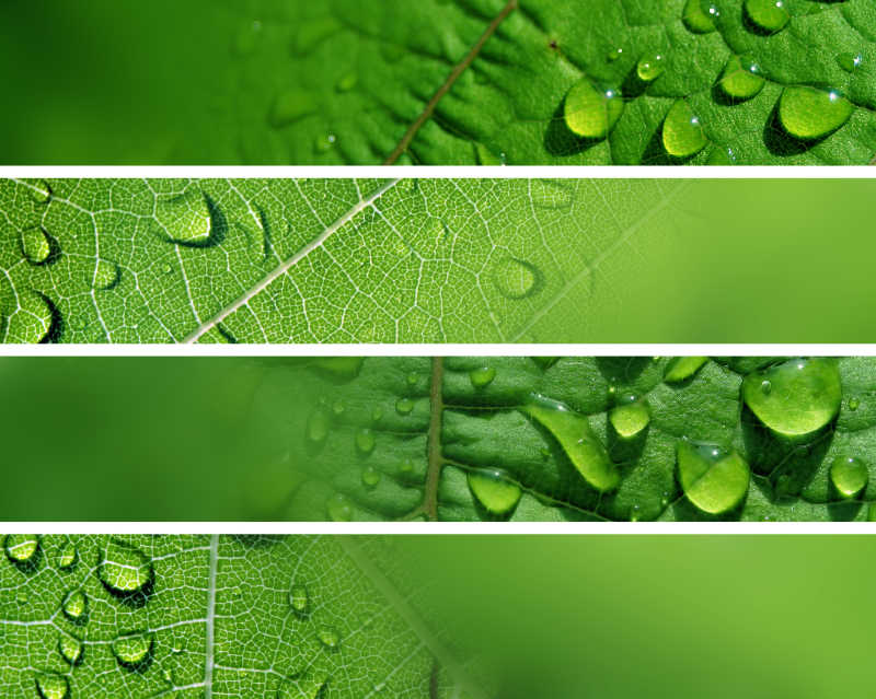 绿叶上的露珠集锦