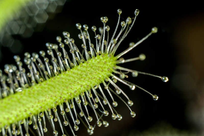食肉植物茅膏菜