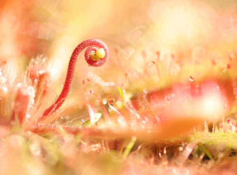 打开的捕虫草新叶