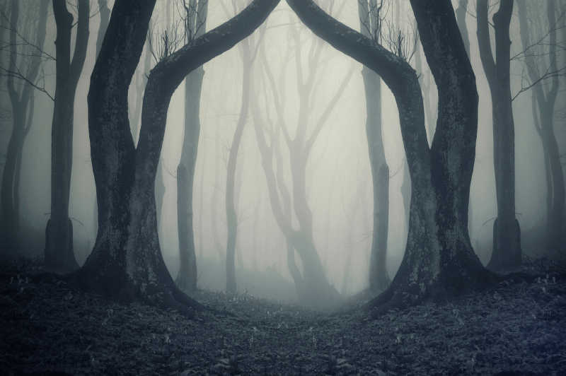 神秘森林中的魔法门