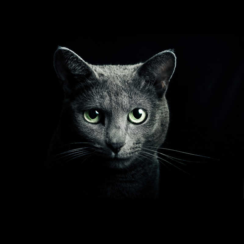 小猫图片 黑背景中的小猫素材 高清图片 摄影照片 寻图免费打包下载