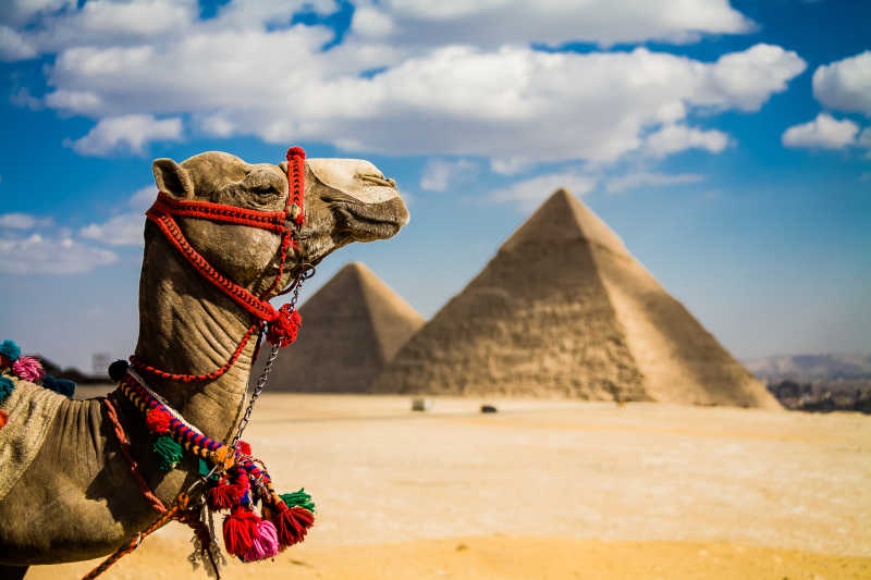 吉萨骆驼和金字塔