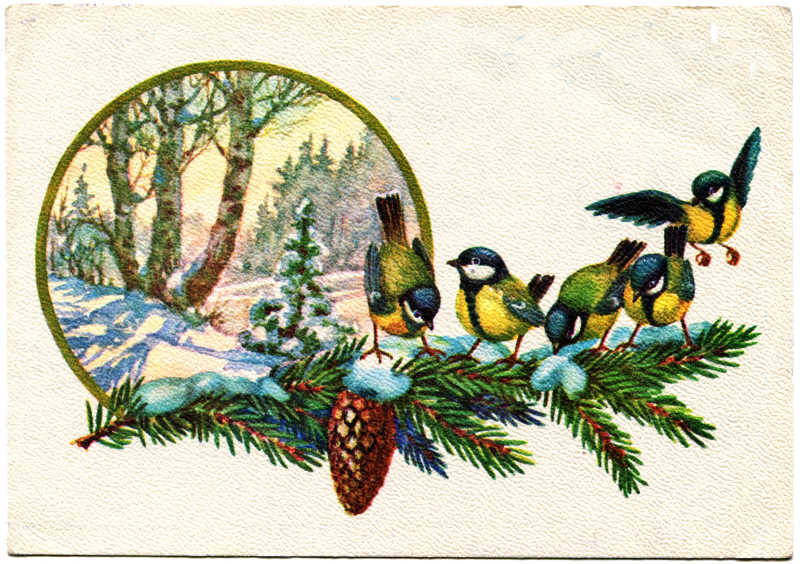 山雀坐在白雪覆盖的森林背景的云杉枝上插图