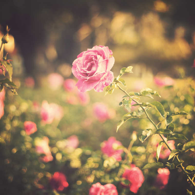 一只粉红色玫瑰花特写镜头