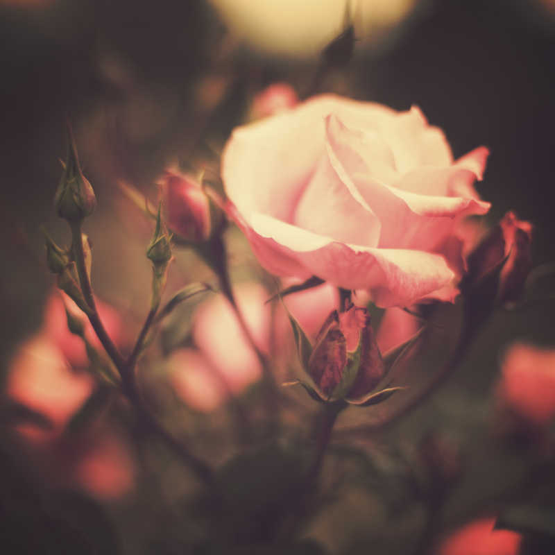 户外玫瑰花特写镜头