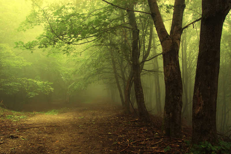 有雾的绿色森林里宽敞的大路