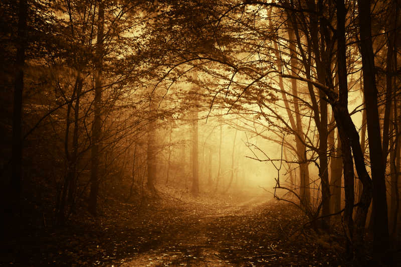 图片 创意图片 一个孤单的人走在森林的小路上系列 一 迷雾森林(42张