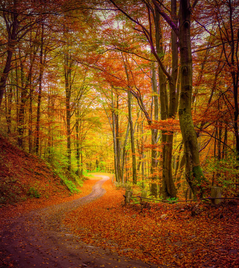 秋天树林里的小路