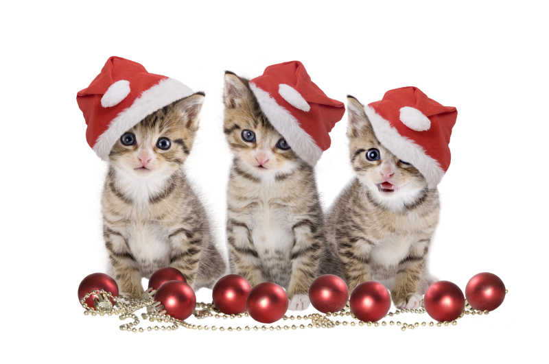 三只小猫的圣诞节