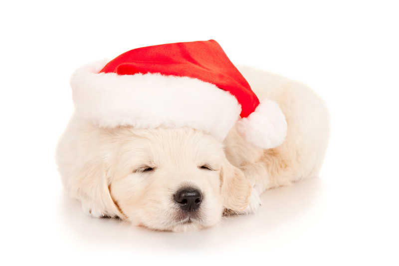 戴着圣诞老人帽子的小狗狗