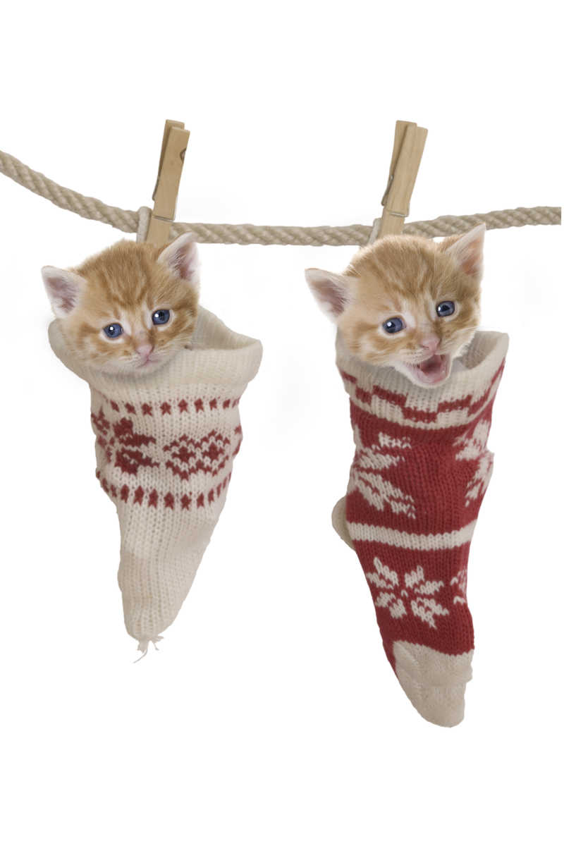 Котик в носочке новогоднем