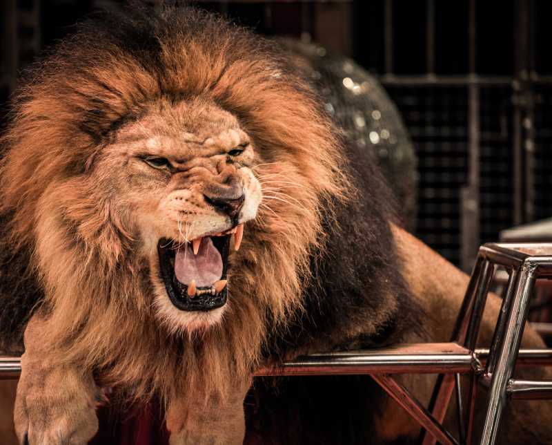 北京动物园狮子狮吼功图片