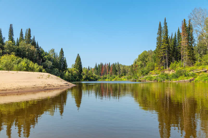 西伯利亚河边的森林