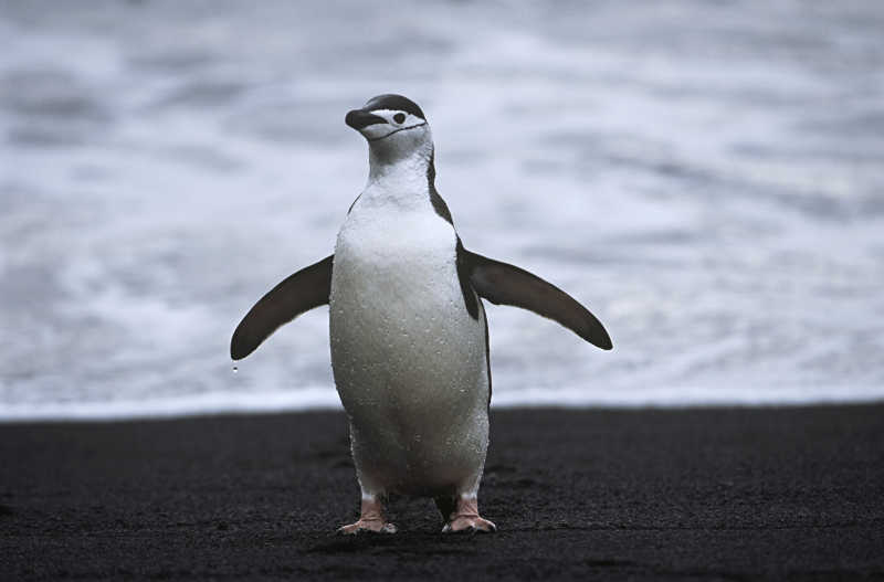 海边漫步的企鹅