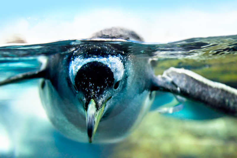 在水下看着照相机的企鹅
