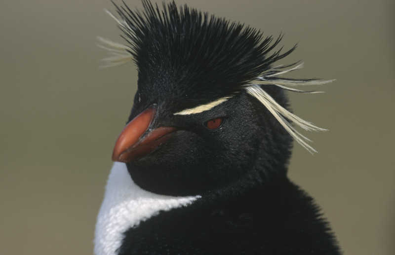 英国福克兰群岛的冠企鹅