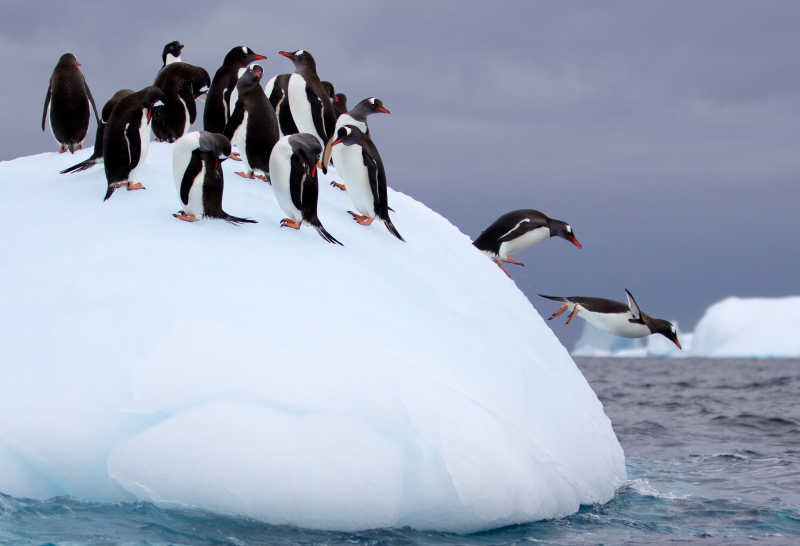 科隆群岛的企鹅图片