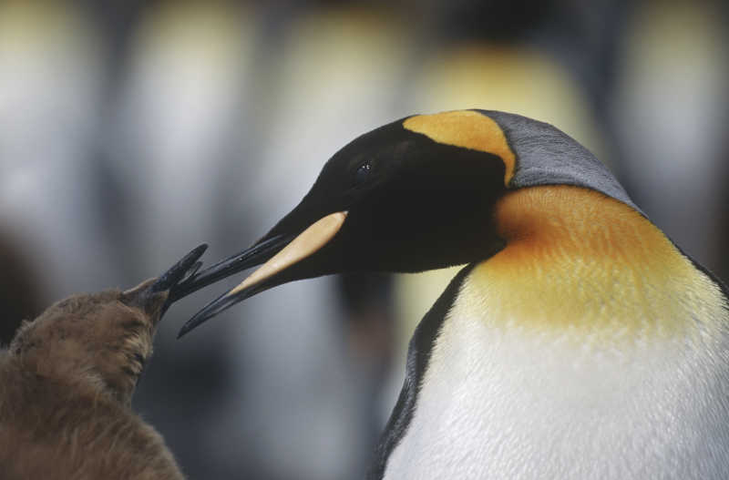 国王企鹅正在哺育幼崽的特写镜头