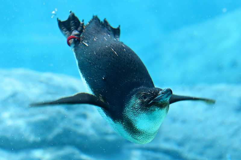 正在潜水游泳的企鹅