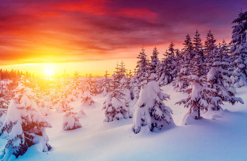 日落时被雪覆盖树林