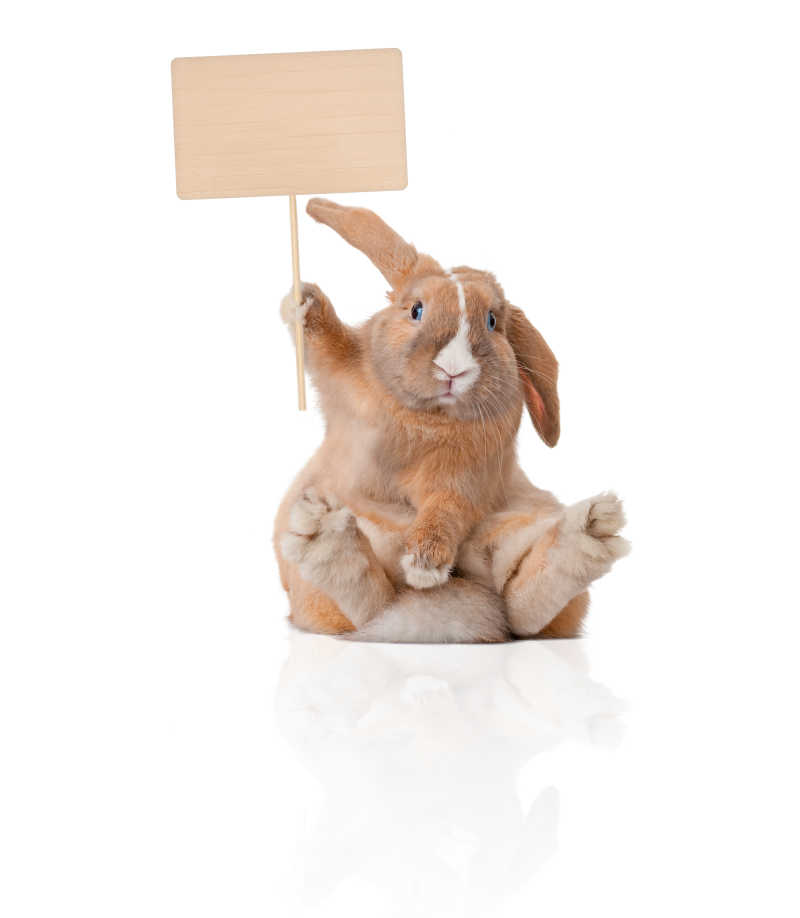 白色背景下一只手举着小木牌端坐着的可爱的兔子