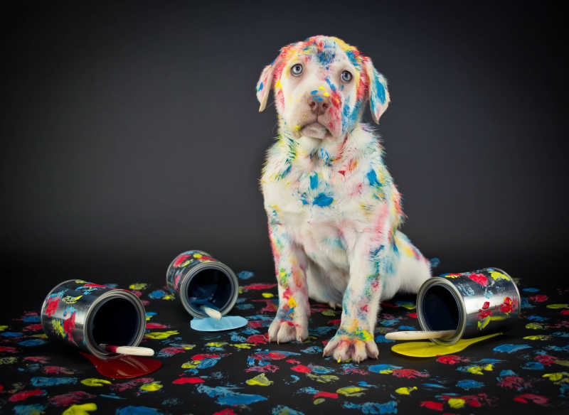 打翻了颜料罐的小狗浑身都是油漆色彩
