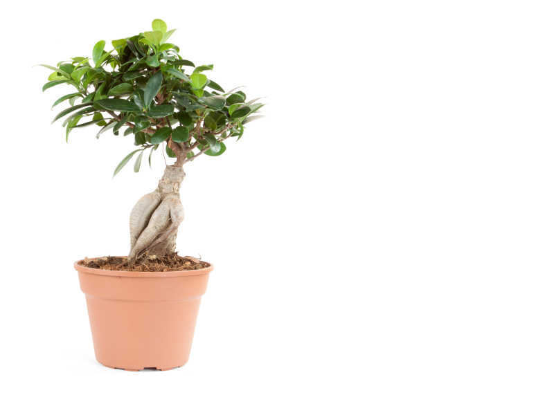 白色背景下盆栽植物