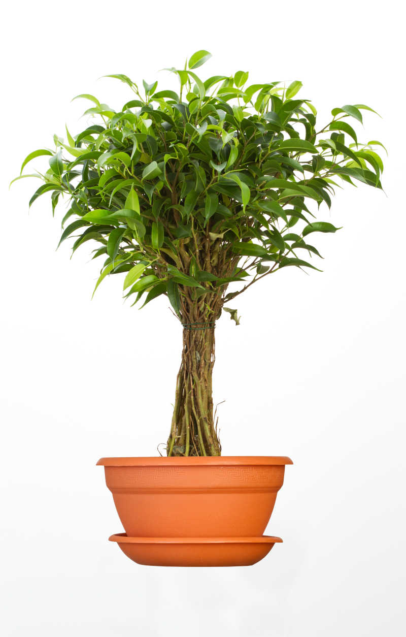 盆栽榕树