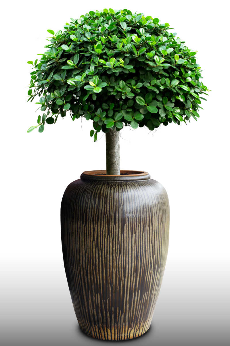 白色背景下的绿色盆景树