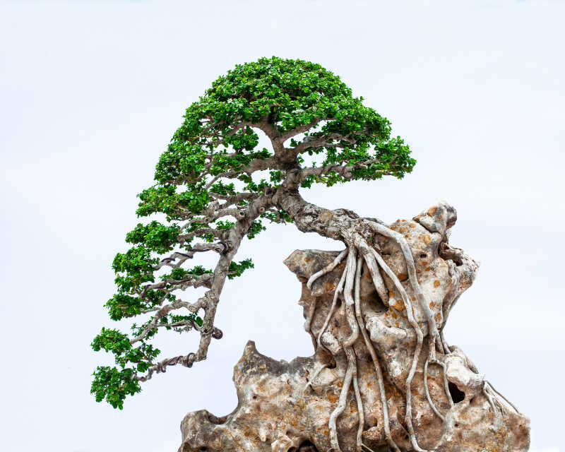 白墙上的松树盆景