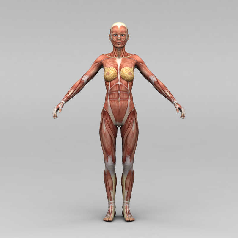 人体肌肉图片 女性正面的人体肌肉素材 高清图片 摄影照片 寻图免费打包下载
