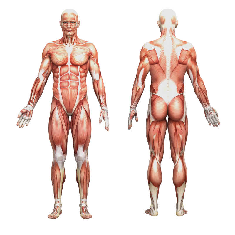男性人体肌肉骨骼