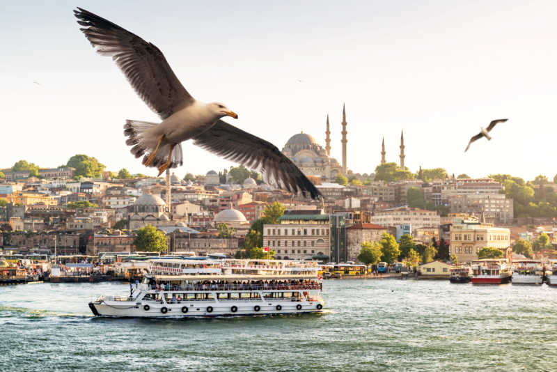 海鸥在伊布尔土耳其的金色号角上飞翔