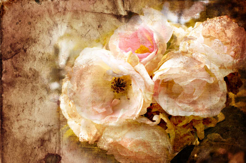 情人节背景老垃圾旧货明信片和美丽的玫瑰