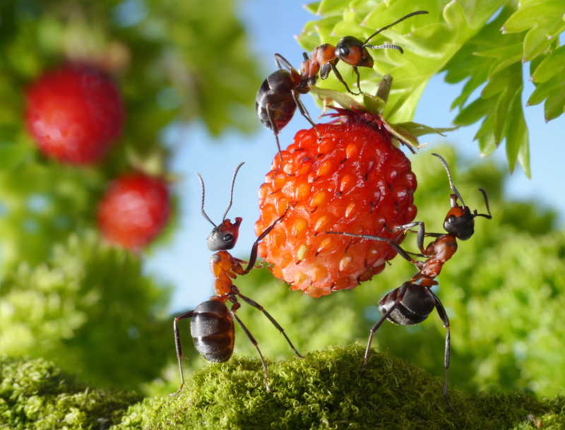蚂蚁和草莓