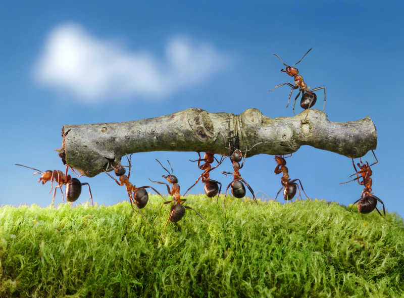 搬运树枝的蚂蚁团队