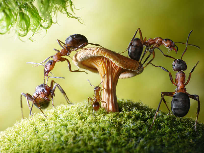蚂蚁队伍图片