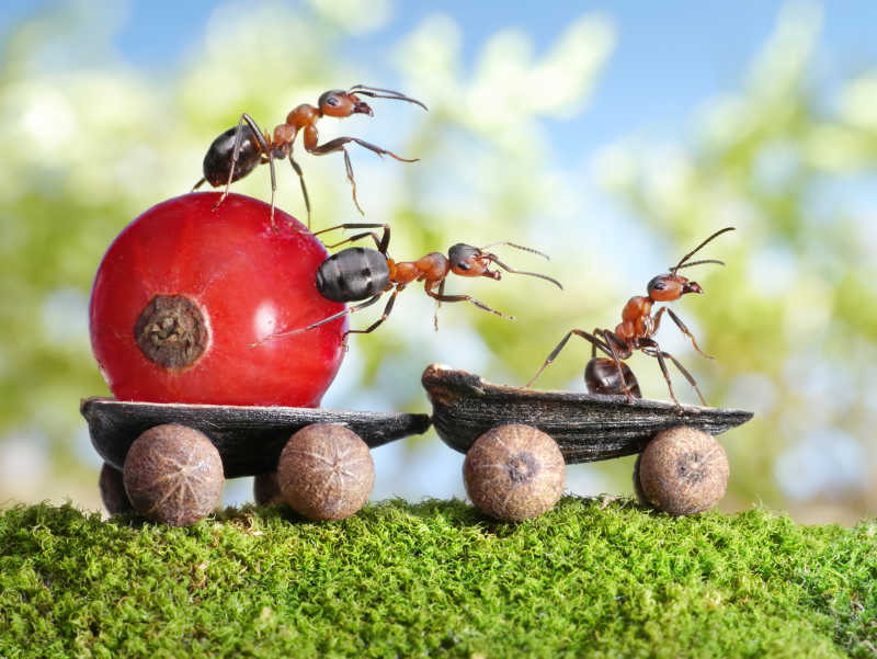 小蚂蚁运粮食图片图片