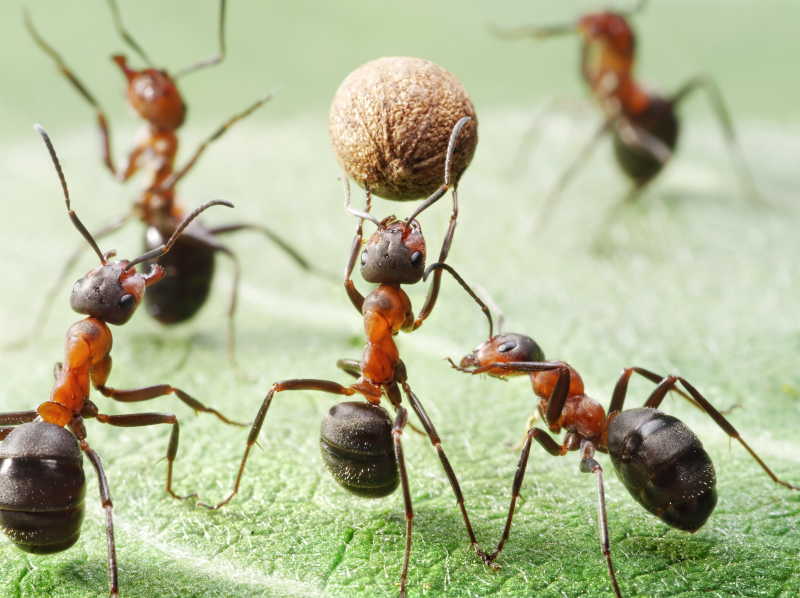 搬运食物的蚂蚁团队