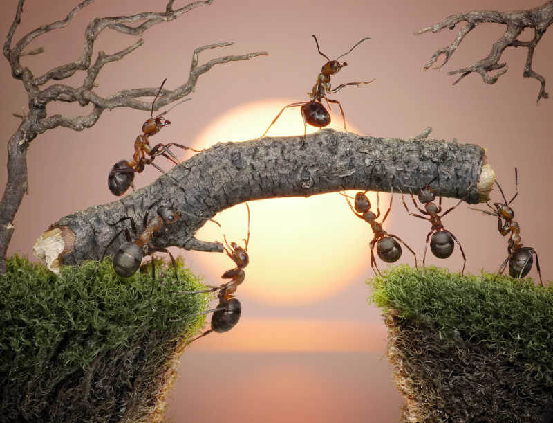 蚂蚁队伍图片