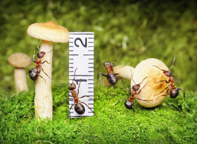 测量蘑菇的蚂蚁