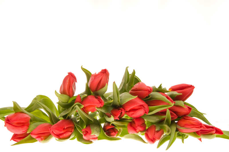 一簇红色郁金香