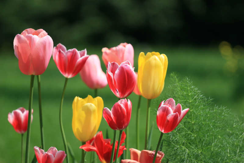 花园里的郁金香