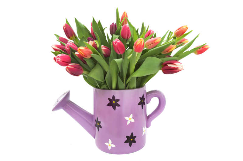 紫色水壶里的郁金香花朵