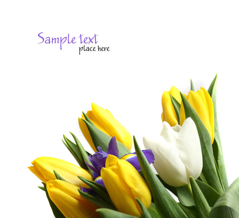 白色背景上的黄色郁金香